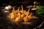 Pilon de poulet
